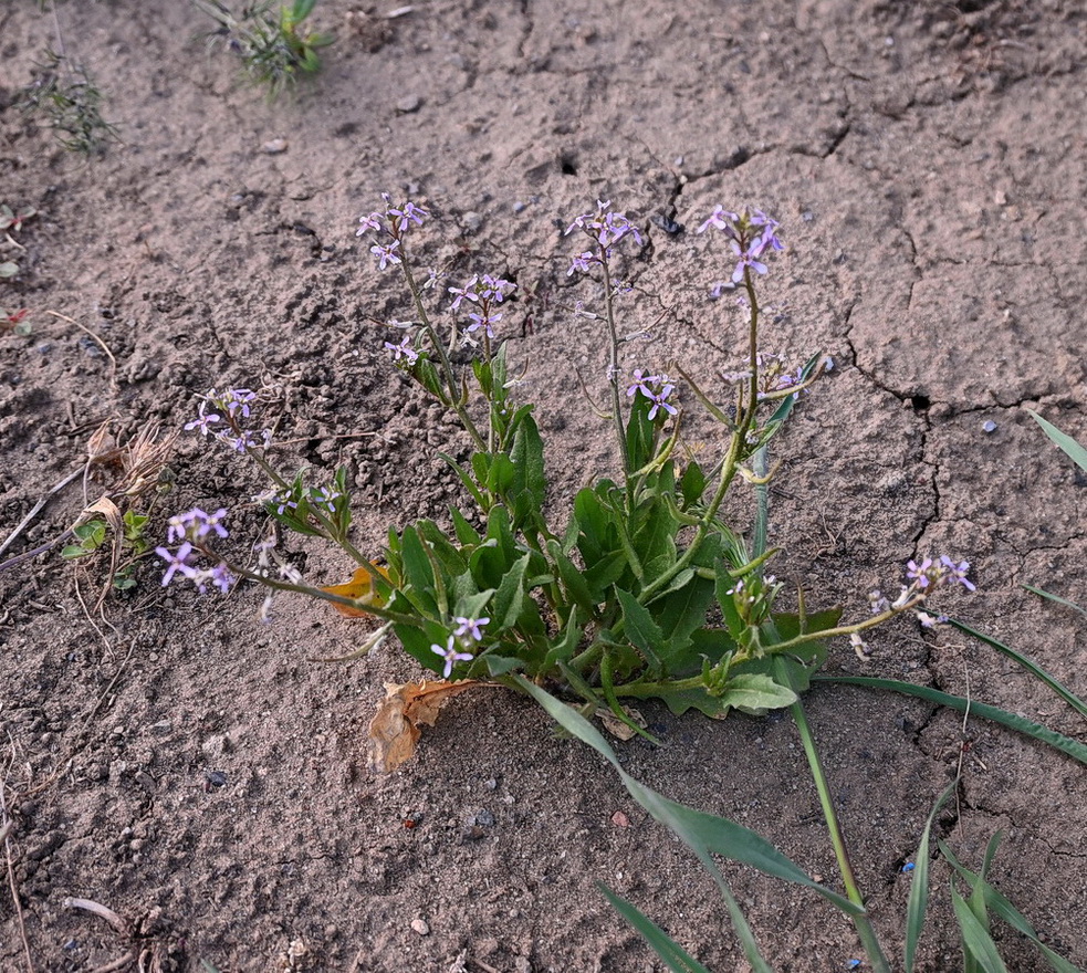 Image of Chorispora tenella specimen.