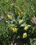 genus Verbascum