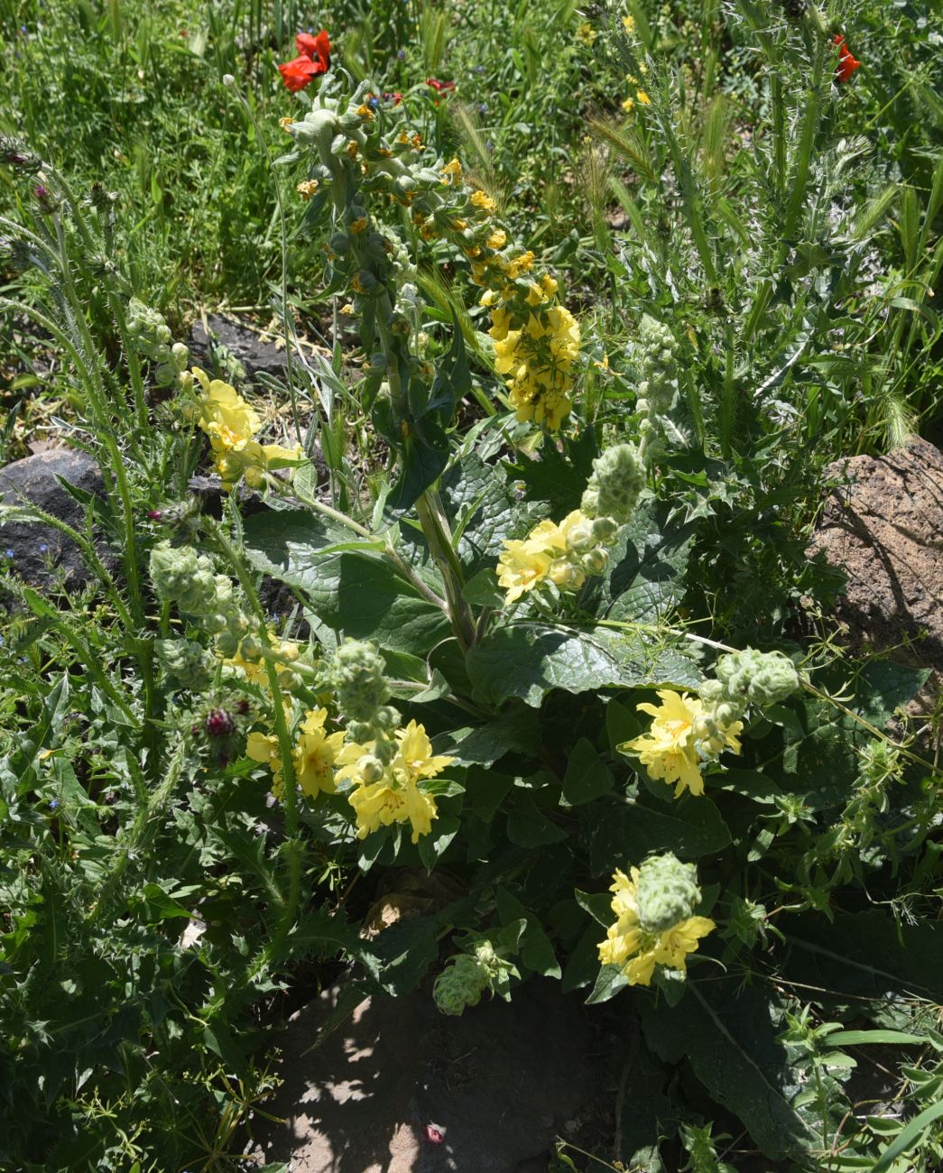 Image of genus Verbascum specimen.