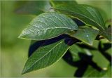 Vaccinium corymbosum. Листья. Московская обл., Раменский р-н, окр. дер. Хрипань, садовый участок. 13.07.2025.