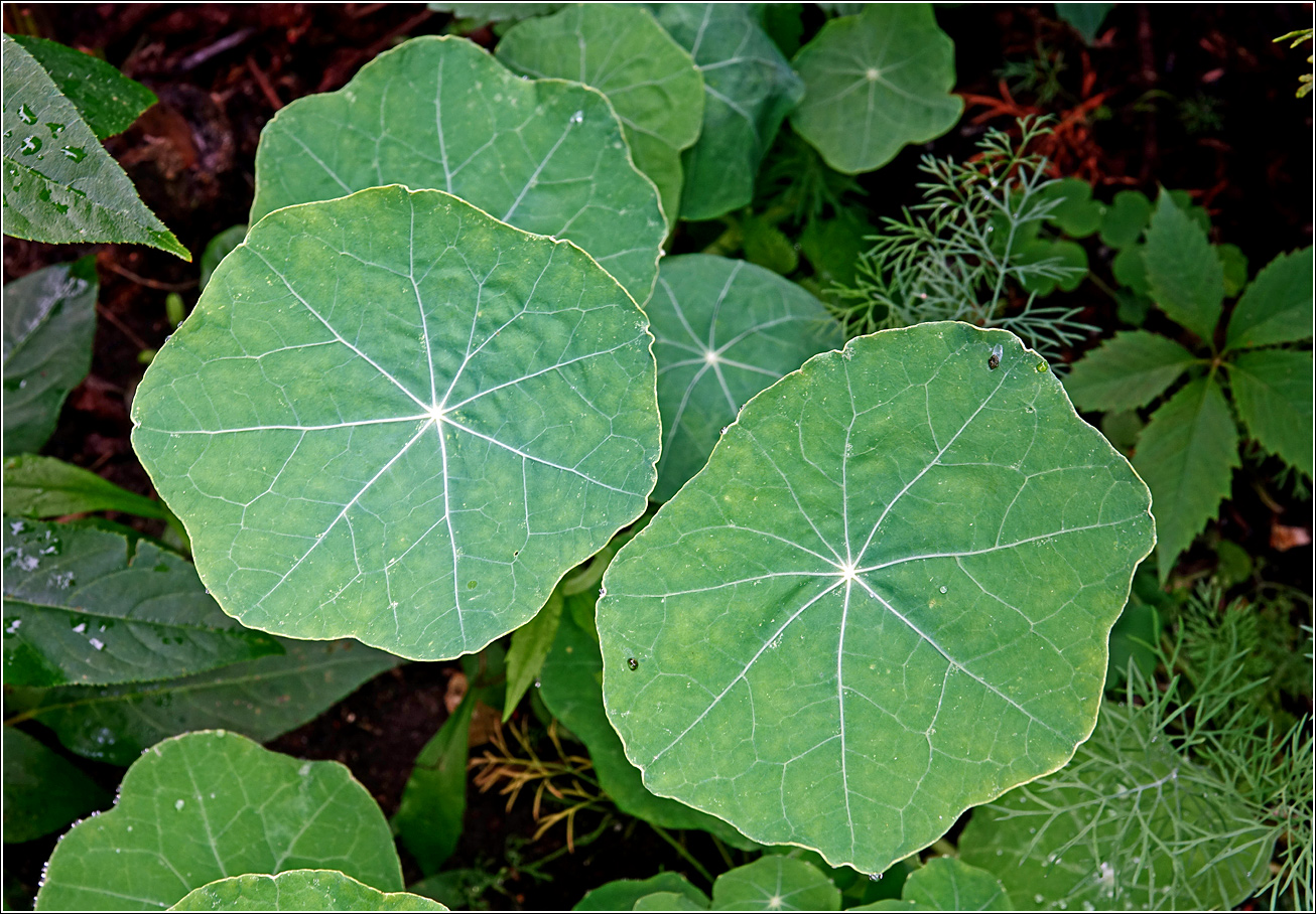 Image of Tropaeolum majus specimen.