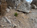 Zygophyllum fabago. Вегетирующее растение с засохшими прошлогодними генеративными побегами. Крым, окр. г. Судак, ур. Алчак-Кая, каменистый осыпающийся склон. 10.04.2025.