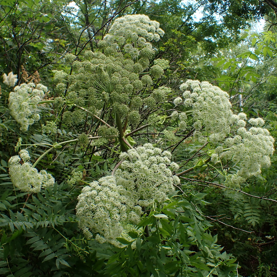 Image of Angelica dahurica specimen.