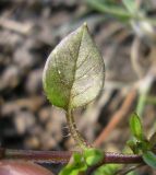 Stellaria media