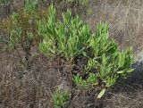 Dittrichia viscosa
