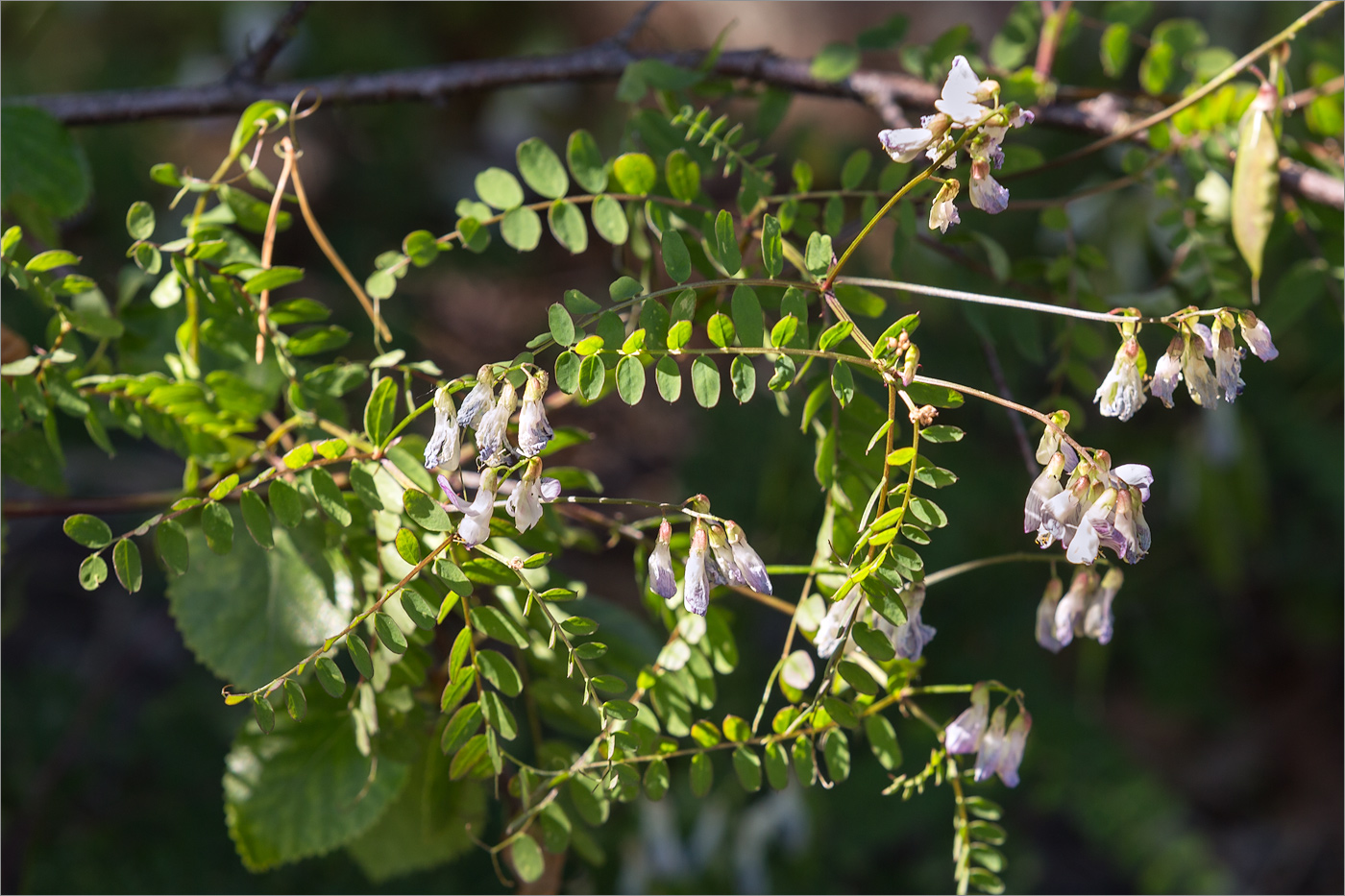 Изображение особи Vicia sylvatica.