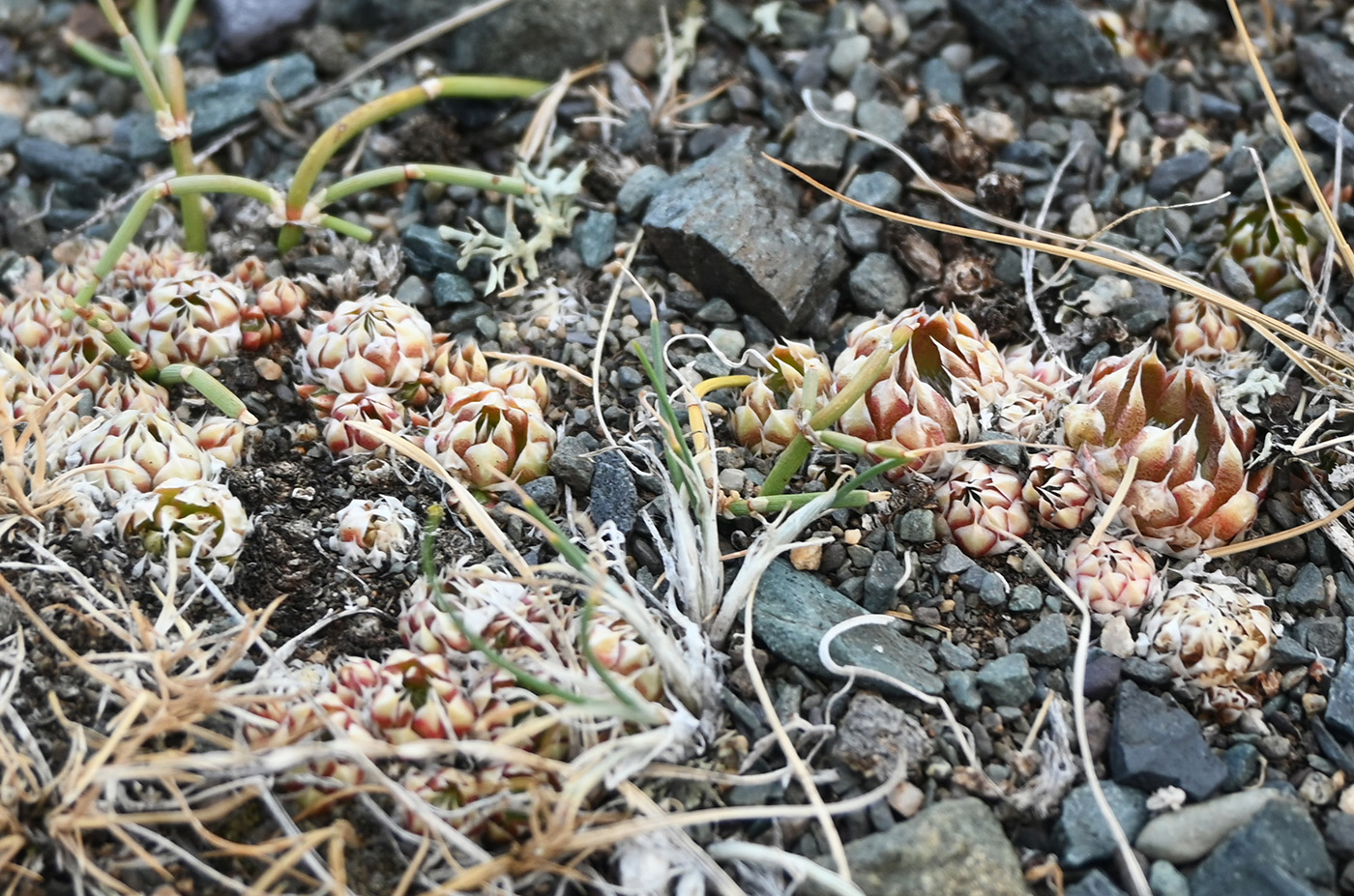 Image of Orostachys spinosa specimen.