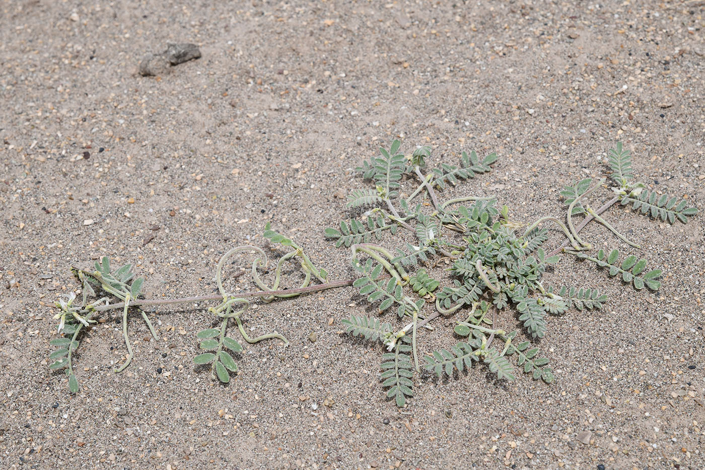 Изображение особи Astragalus ophiocarpus.