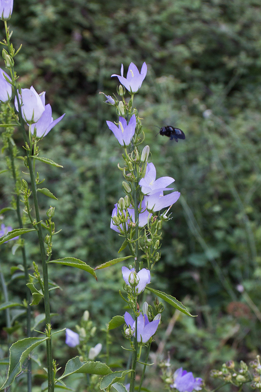 Изображение особи род Campanula.