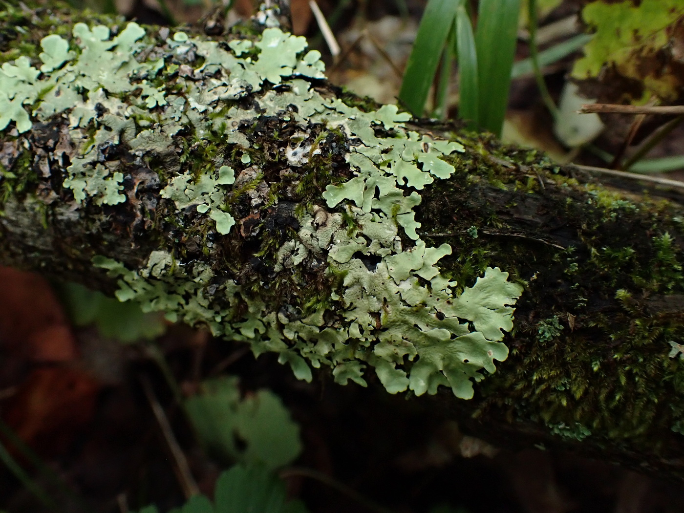 Изображение особи Parmotrema perlatum.