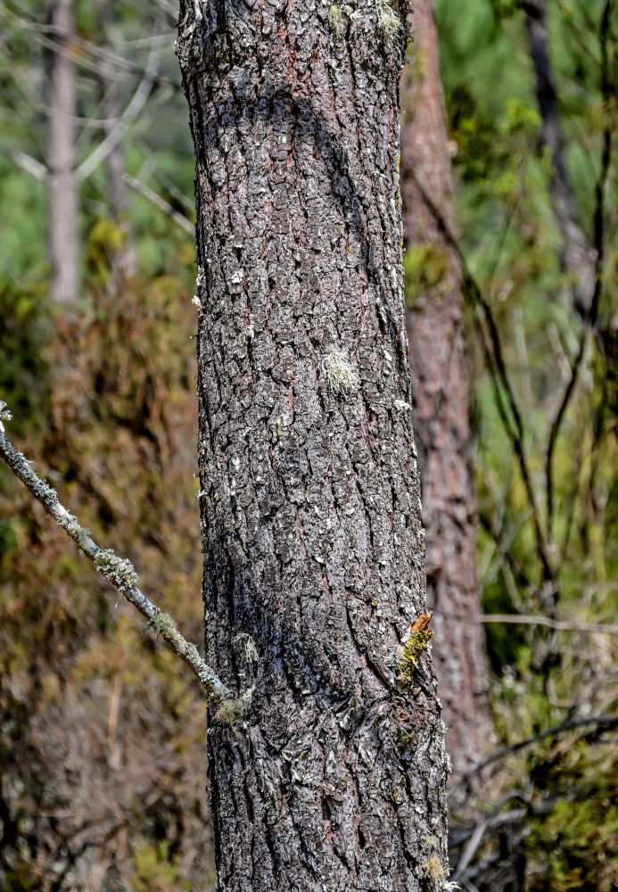 Image of Pinus pinaster specimen.