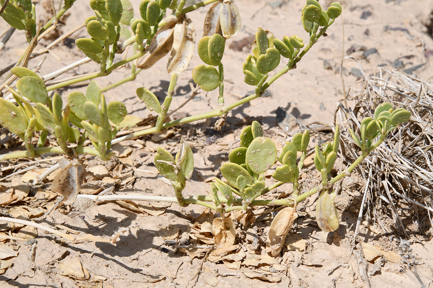 Image of Zygophyllum lehmannianum specimen.