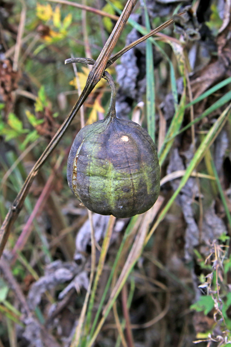 Image of Aristolochia clematitis specimen.
