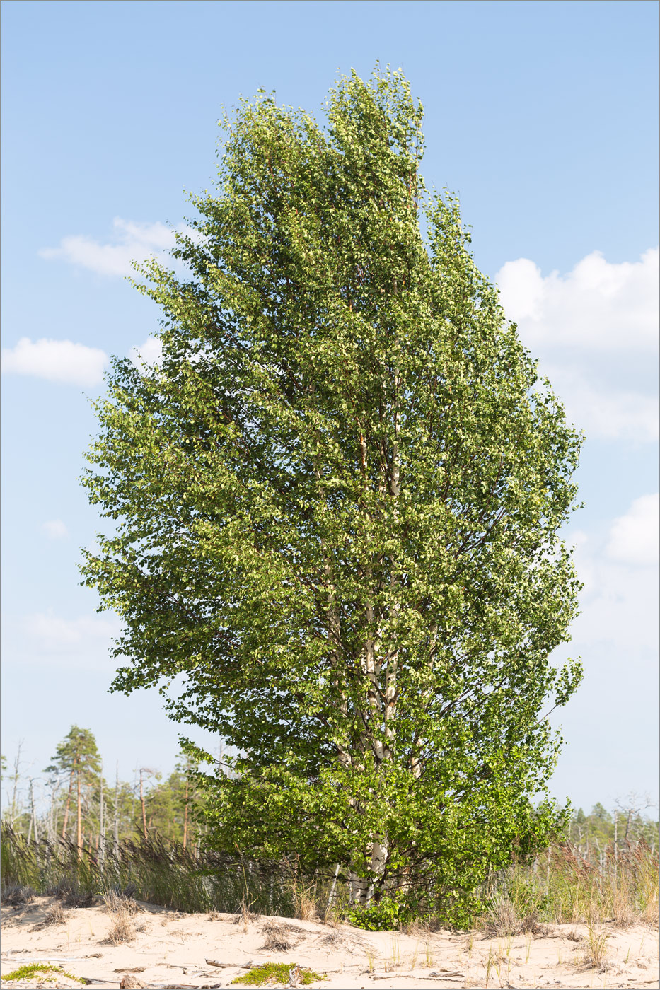 Image of Betula subarctica specimen.