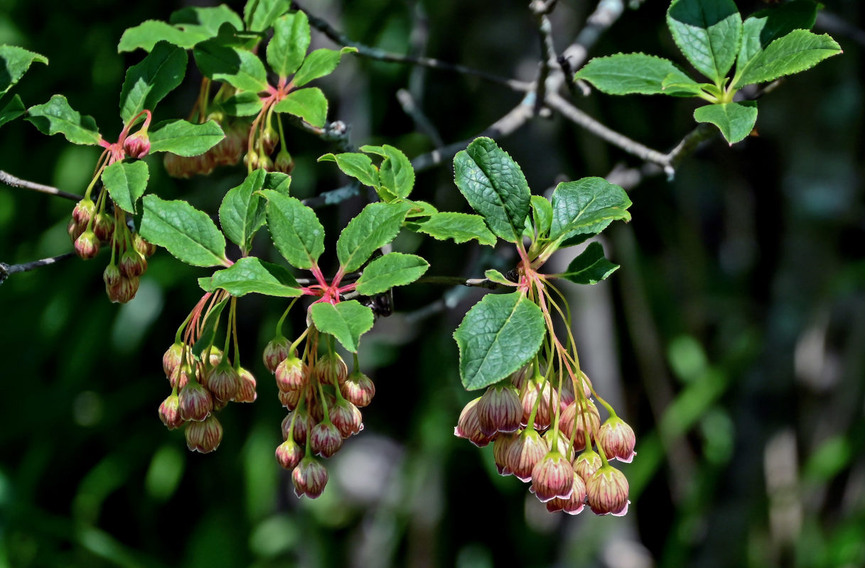 Изображение особи Enkianthus chinensis.