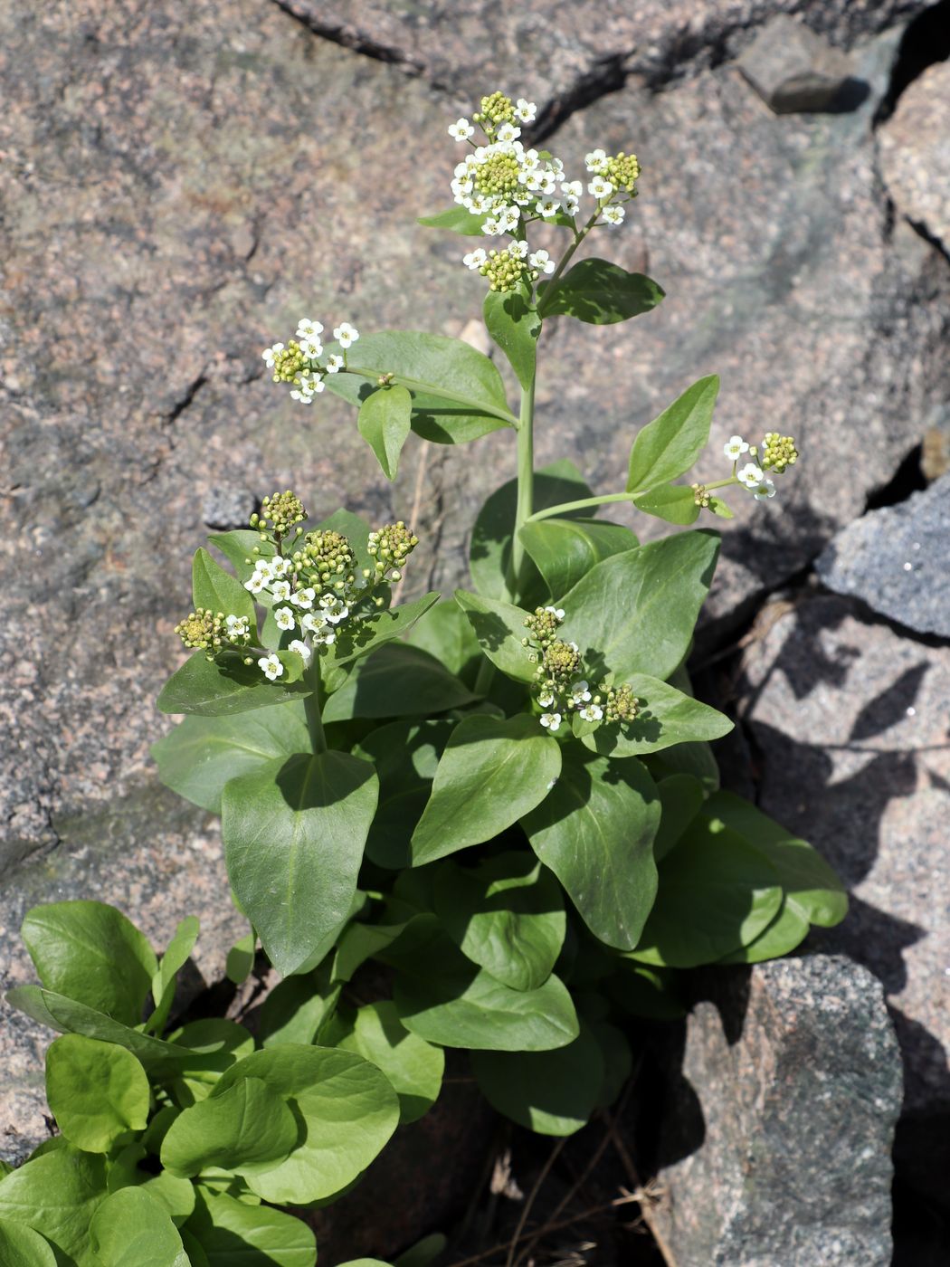 Image of Eutrema integrifolium specimen.