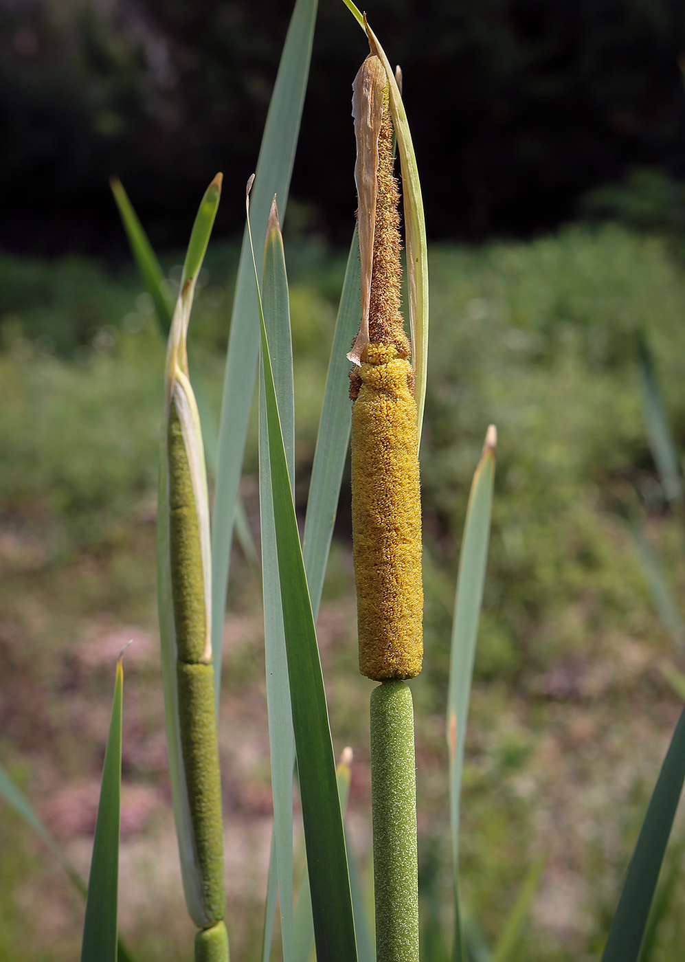 Изображение особи род Typha.