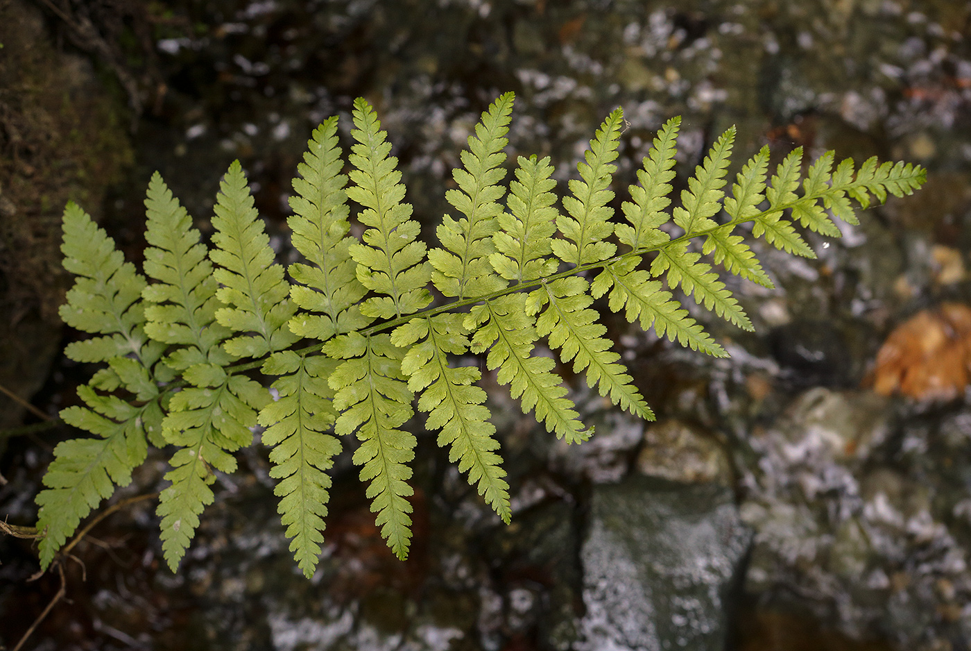 Изображение особи Dryopteris oreades.