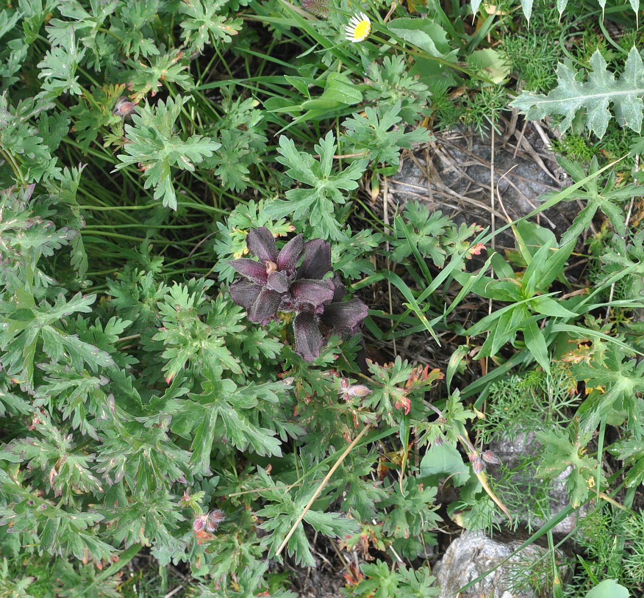 Image of genus Geranium specimen.