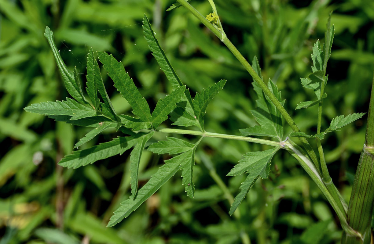 Image of Pastinaca sativa specimen.