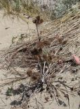 Xanthium orientale. Высохшее прошлогоднее растение на песчаной дюне на берегу моря. Италия, Тоскана, природный парк Маремма. 12.04.2011.