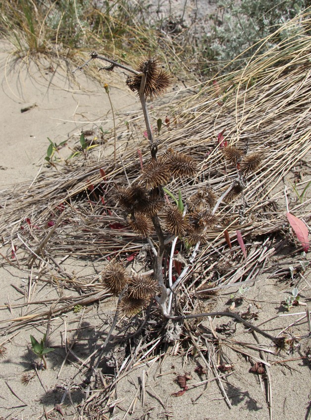 Изображение особи Xanthium orientale.