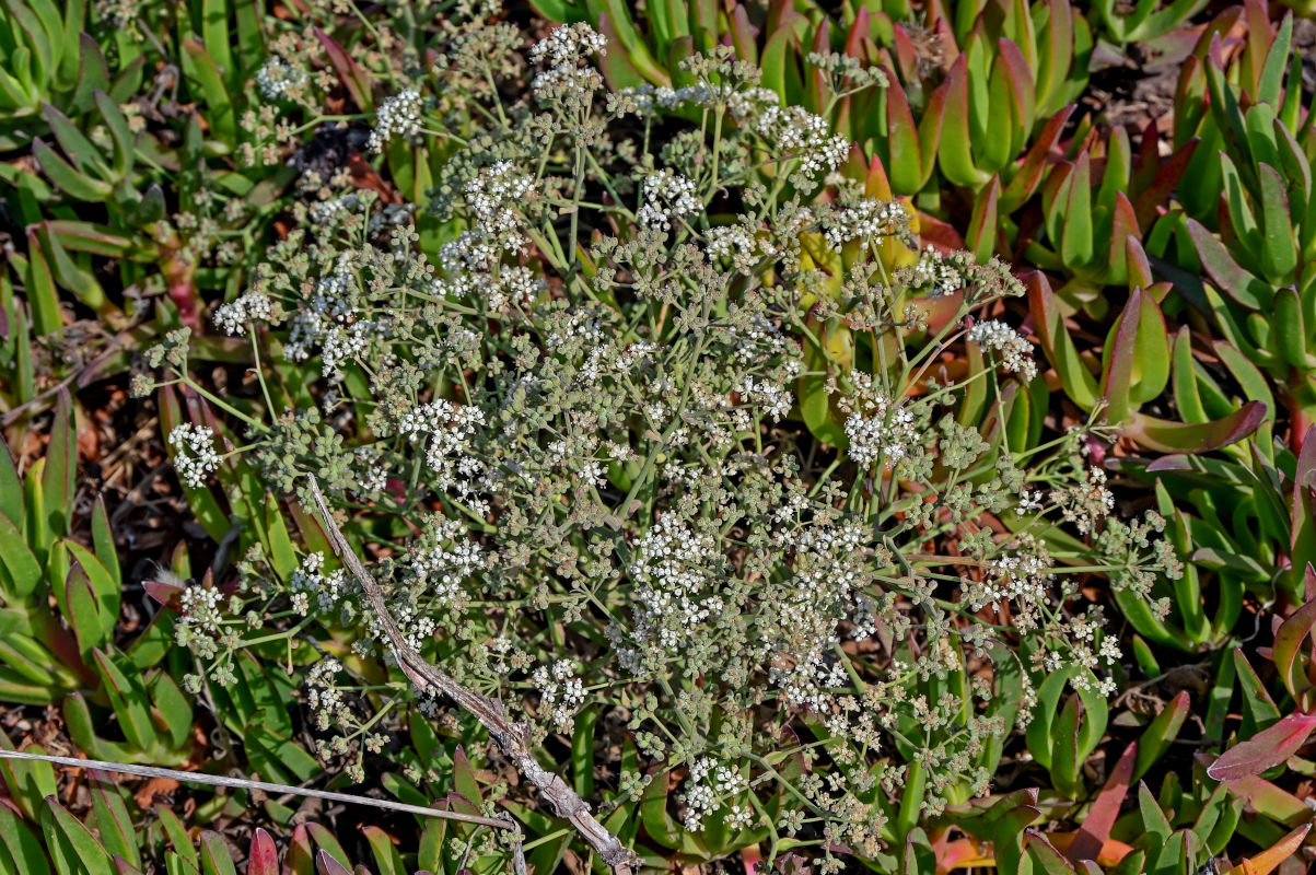 Изображение особи Thapsia gummifera.