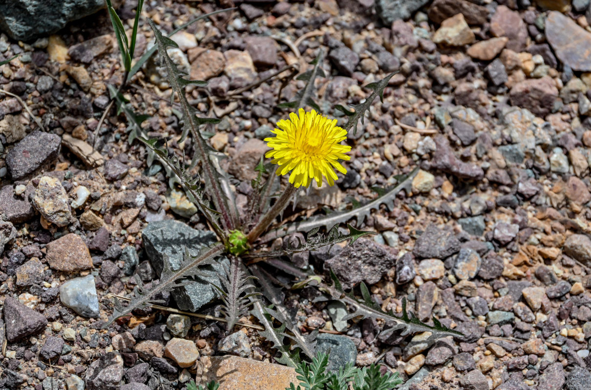 Изображение особи род Taraxacum.