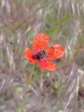 Papaver laevigatum. ЛНР, г. Северодонецк, окраина города. 01.05.2026.