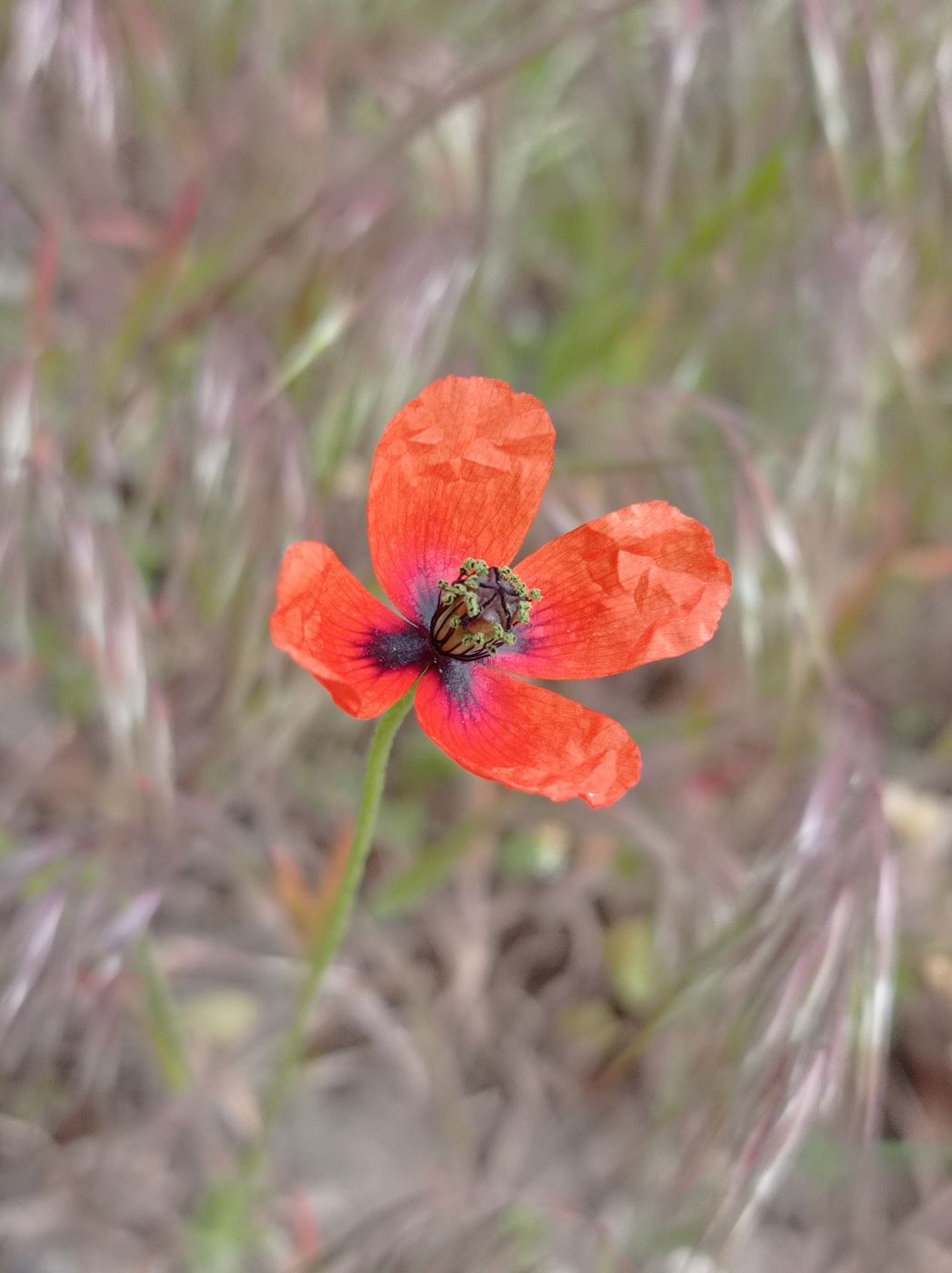 Изображение особи Papaver laevigatum.