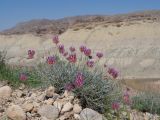 род Astragalus. Цветущее растение. Киргизия, Баткенская обл., Баткенский р-н, окр. с. Самаркандык, Туркестанский хр., горы Сары-Тоо, уроч. Мадыген, кромка конгломерата бронирующей плиты, накрывающей краснопесчаниковые толщи. 13 мая 2026 г.