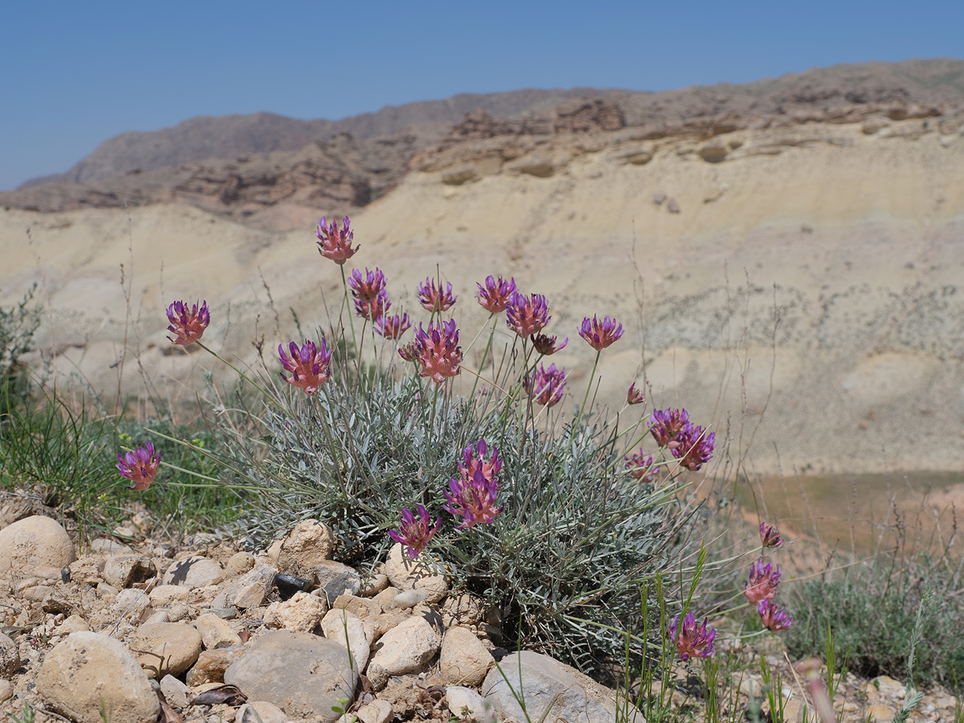 Image of genus Astragalus specimen.