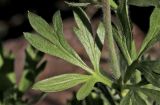 genus Anemone. Стеблевой лист. Белгородская обл., пос. Ракитное, ул. Сосновая, 2, в культуре. 21 мая 2026 г.