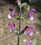 Image of taxon representative. Author is Роланд Цандекидис
