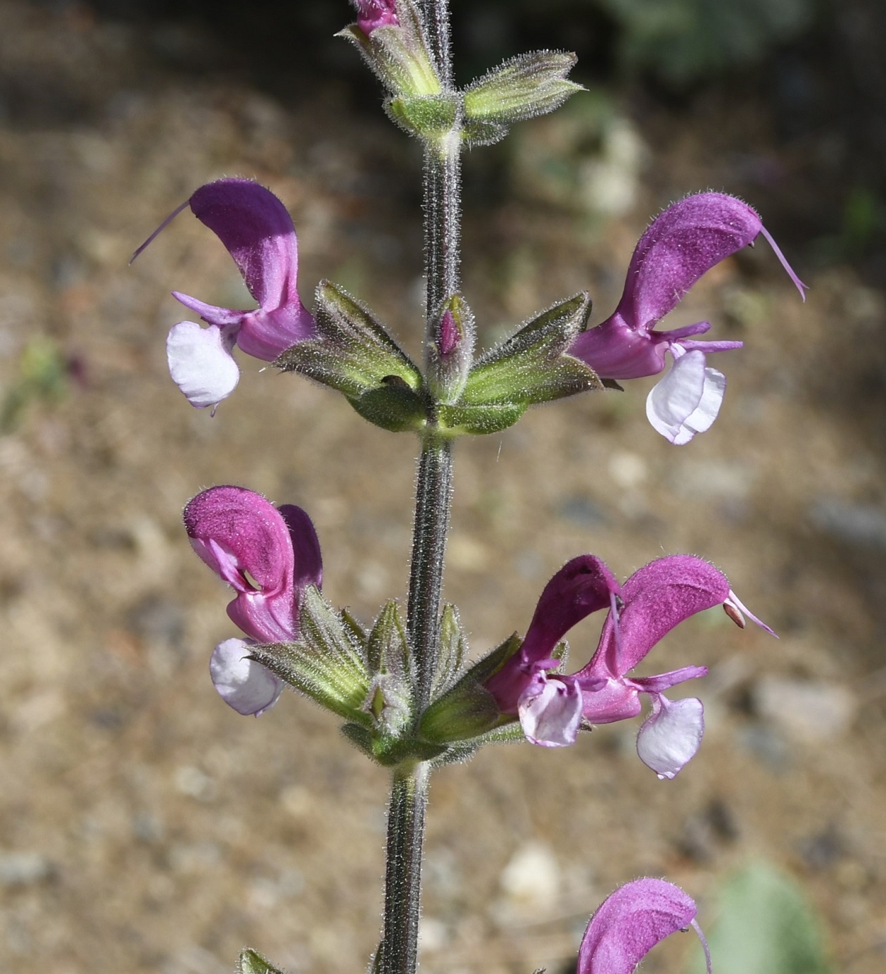 Image of Salvia hierosolymitana specimen.