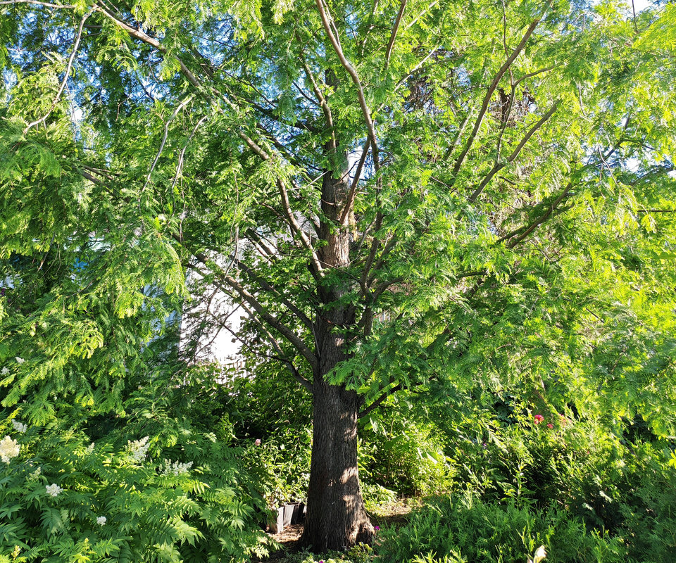 Image of Metasequoia glyptostroboides specimen.