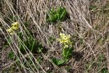 genus Primula. Цветущие растения. Грузия, край Самцхе-Джавахети, Ниноцминдский муниципалитет, юго-восточный склон горы Патара-Абули, ок. крепости Кероглы, луг. 7 июня 2026 г.