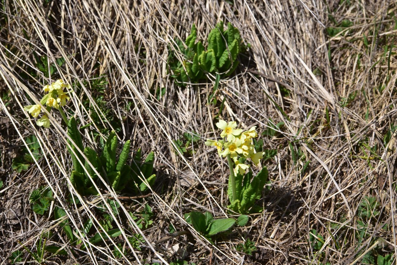 Image of genus Primula specimen.
