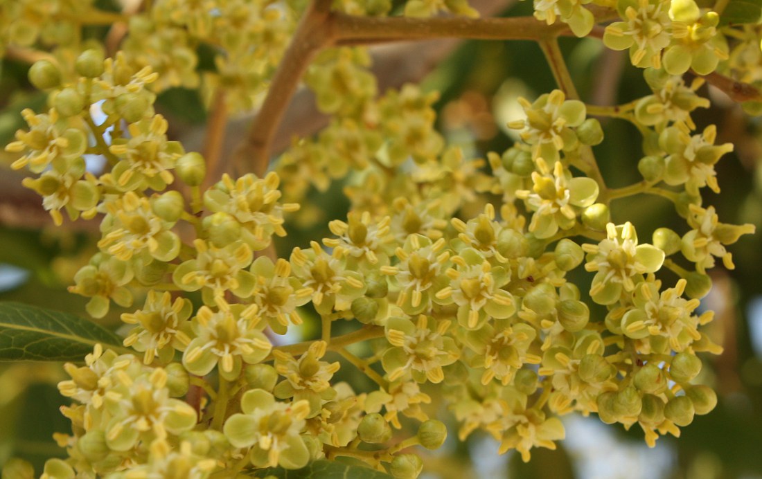 Изображение особи Cupaniopsis anacardioides.