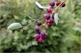 Amelanchier spicata. Верхушка побега с плодами разной степени спелости. Московская обл., Раменский р-н, окр. дер. Хрипань, садовый участок. 09.07.2026.