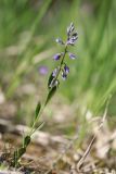 Polygala amarella. Цветущее растение. Ленинградская обл., Ломоносовский р-н, окр. пос. Глядино, сырой луг на известняке. 7 июня 2026 г.