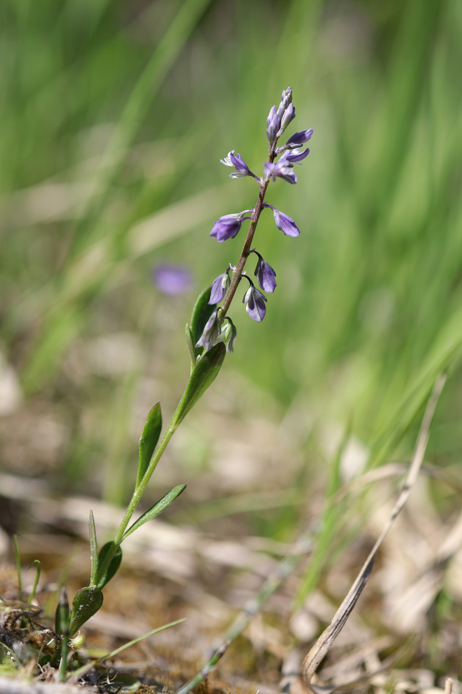 Image of Polygala amarella specimen.