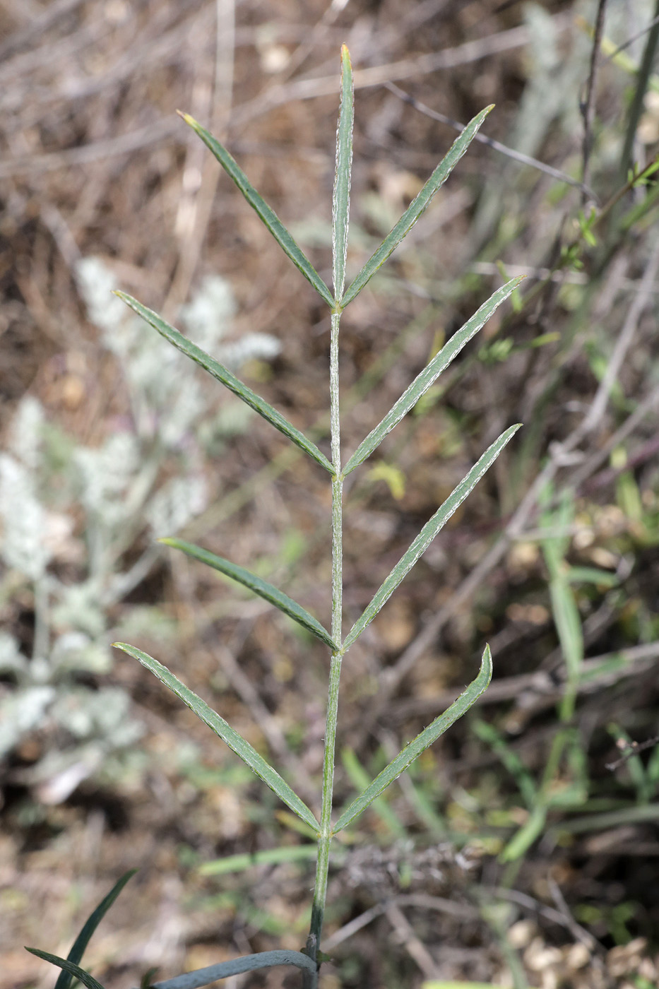Image of genus Astragalus specimen.