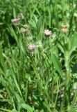 genus Erigeron