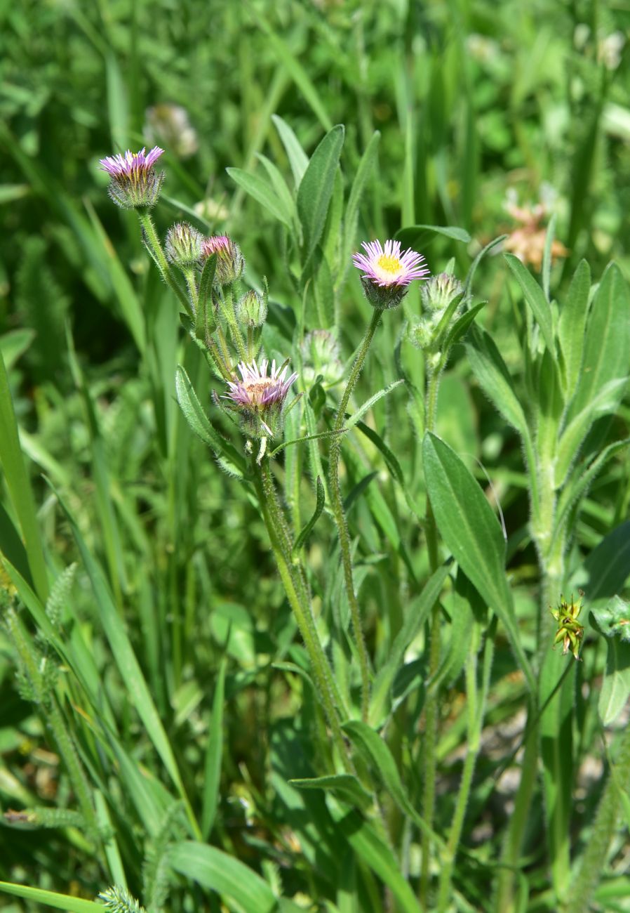 Image of genus Erigeron specimen.