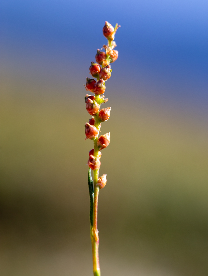 Image of Bistorta vivipara specimen.