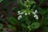 genus Stachys