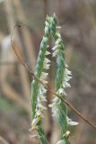Spiranthes spiralis. Соцветия. Краснодарский край, Крымский р-н, окр. станицы Неберджаевская, ур. Темрючки, старый плодовый сад, зарастающий Crataegus и Carpinus orientalis, в междурядье. 19.09.2026.