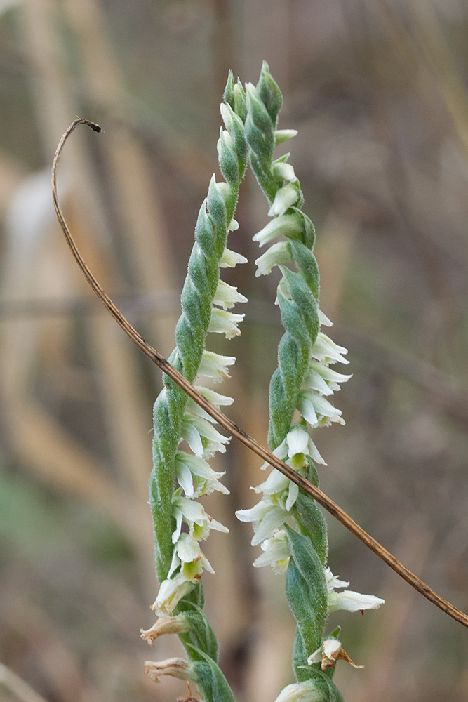 Image of Spiranthes spiralis specimen.