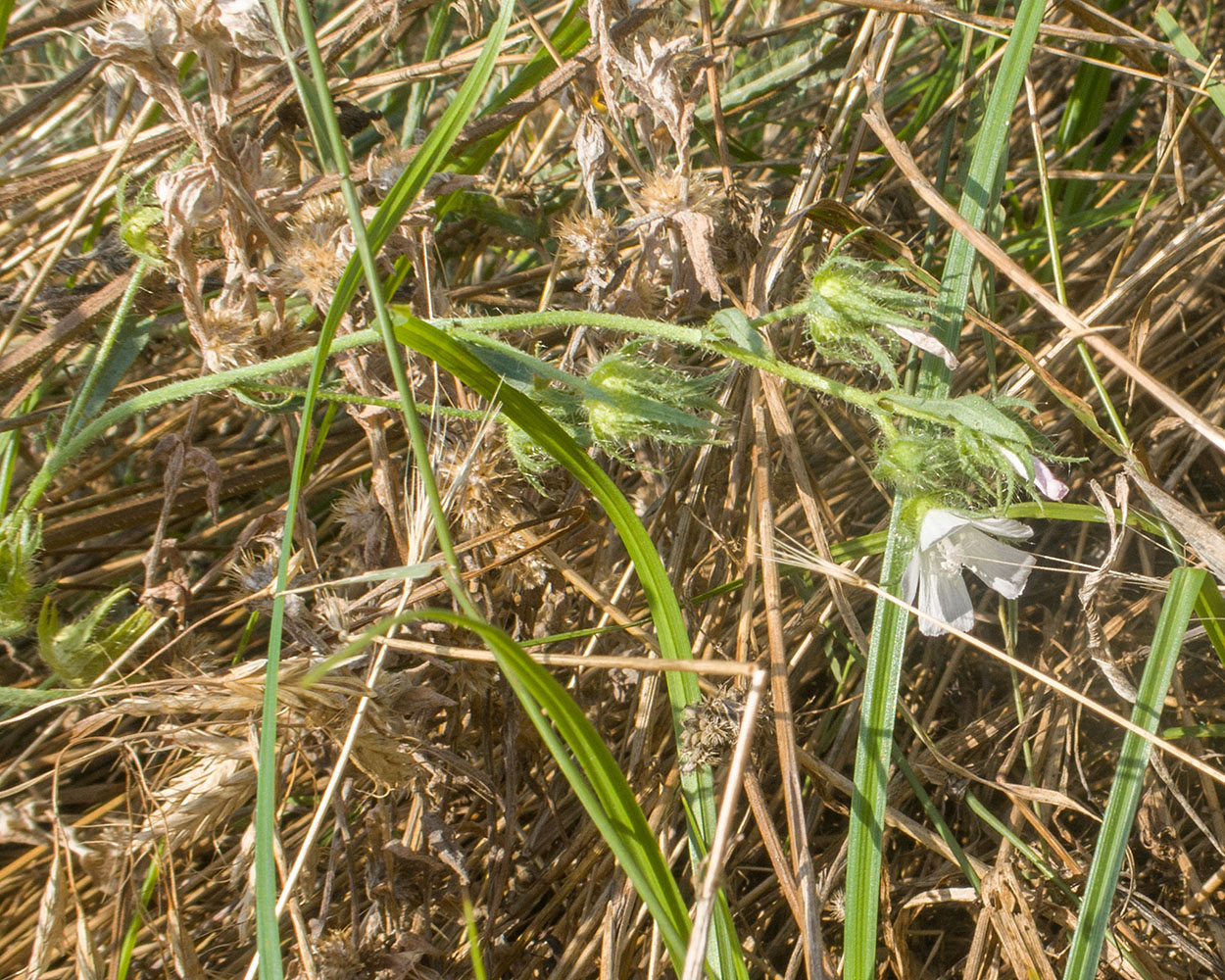 Image of Malva setigera specimen.